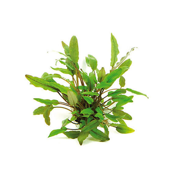 Cryptocoryne beckettii - Becketts Wasserkelch