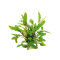 Cryptocoryne beckettii - Becketts Wasserkelch
