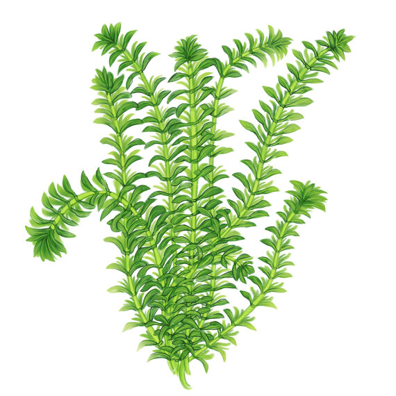 Wasserpest - Egeria densa, Beliebte Aquarienpflanze