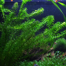 Wasserpest - Egeria densa, Beliebte Aquarienpflanze