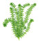 Wasserpest - Egeria densa, Beliebte Aquarienpflanze