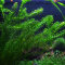 Wasserpest - Egeria densa, Beliebte Aquarienpflanze