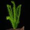 Wasserpest - Egeria densa, Beliebte Aquarienpflanze