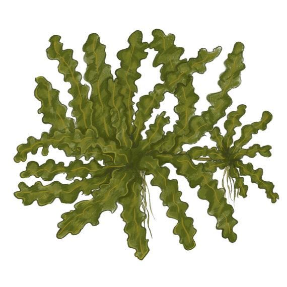 Pogostemon helferi - Wasserstern