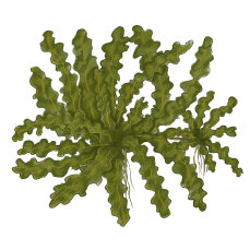Pogostemon helferi - Wasserstern