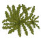 Pogostemon helferi - Wasserstern