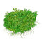Micranthemum tweedieii - Monte Carlo Perlenkraut