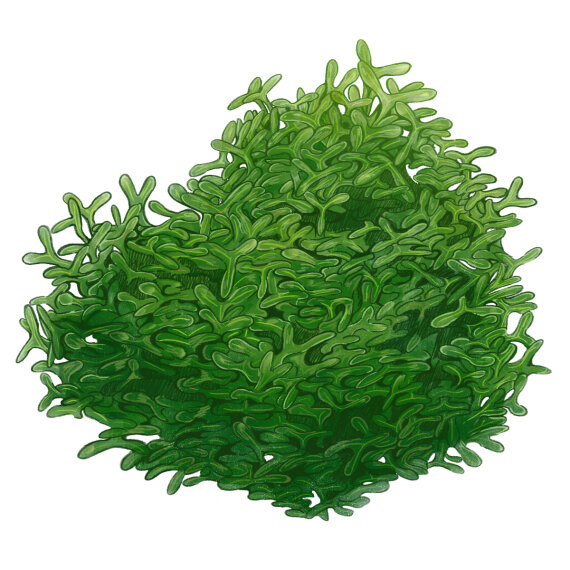 Monosolenium tenerum - Zartes Lebermoos