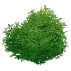 Monosolenium tenerum - Zartes Lebermoos