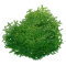Monosolenium tenerum - Zartes Lebermoos