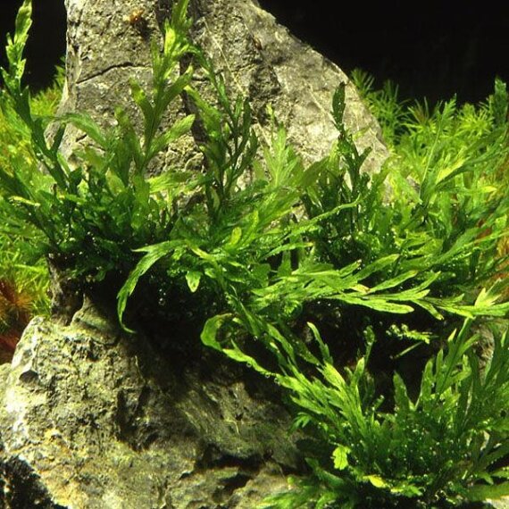 Bolbitis heudelotii - Kongofarn, Kongowasserfarn