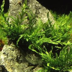 Bolbitis heudelotii - Kongofarn, Kongowasserfarn