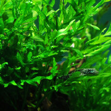 Bolbitis heudelotii - Kongofarn, Kongowasserfarn