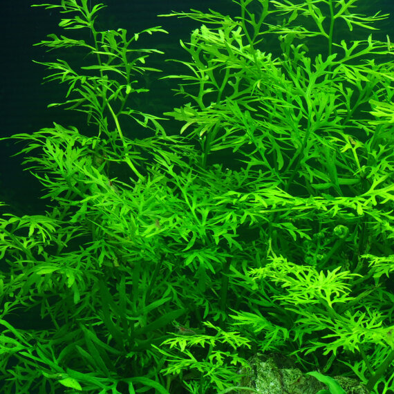 Ceratopteris thalictroides - Sumatrafarn