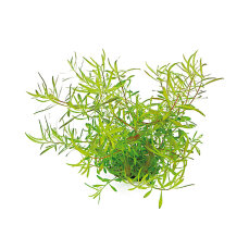 Ludwigia arcuata - Schmalblättrige Ludwigie