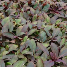 Lobelia cardinalis - Kardinalslobelie