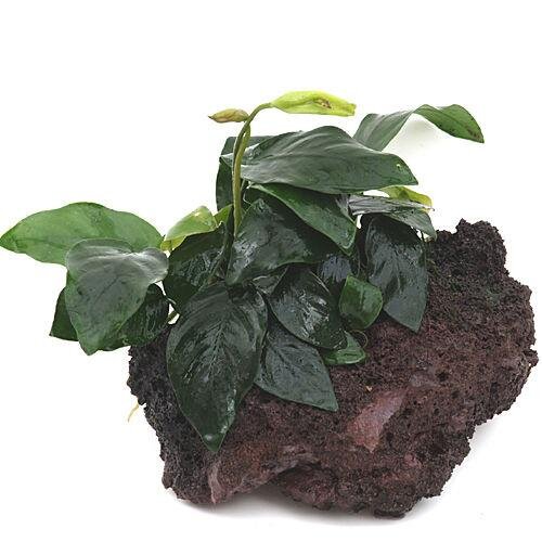 Anubias barteri var. nana - Zwergspeerblatt auf Stein, Aquariumdeco