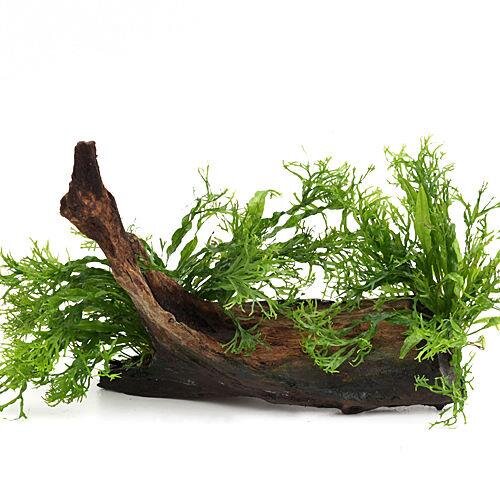 Microsorum pteropus Windeløv auf Wurzel