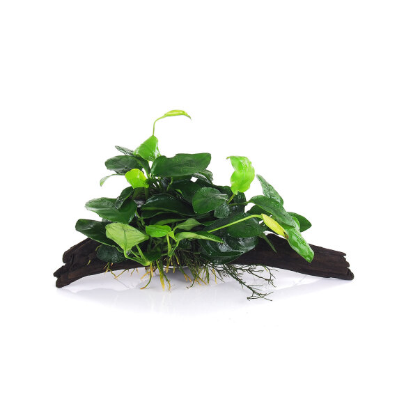 Anubias barteri var. nana auf Wurzel verschiedene Größen