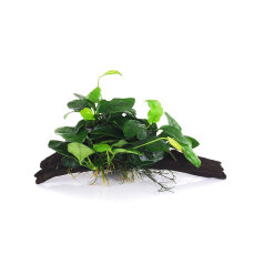 Anubias barteri var. nana auf Wurzel verschiedene...
