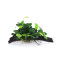 Anubias barteri var. nana auf Wurzel verschiedene Größen