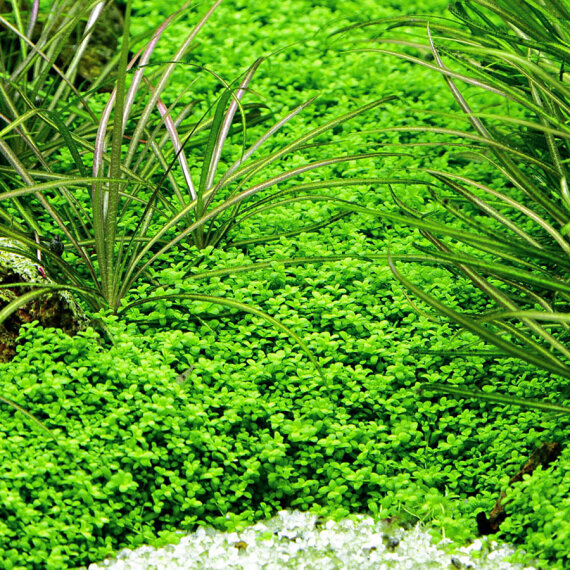 Hemianthus callitrichoides - Kubanisches Perlenkraut