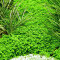Hemianthus callitrichoides - Kubanisches Perlenkraut
