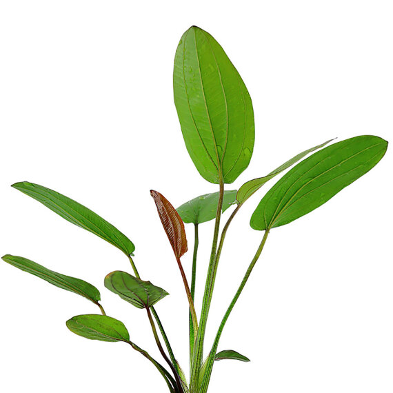 Echinodorus x barthii, rote Aquarienpflanze