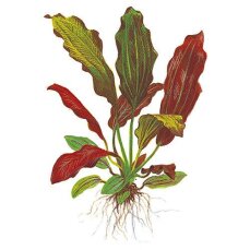 Echinodorus x barthii, rote Aquarienpflanze