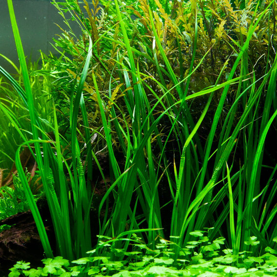 Cyperus helferi - Helfers Zyperngras, Aquarienpflanzen für den Hintergrund