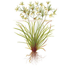 Cyperus helferi - Helfers Zyperngras, Aquarienpflanzen für den Hintergrund
