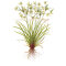 Cyperus helferi - Helfers Zyperngras, Aquarienpflanzen für den Hintergrund