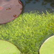 Riccia fluitans - Teichlebermoos, Aquariumpflanze,...