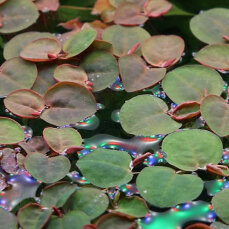Phyllanthus fluitans - Schwimmende Wolfsmilch,...