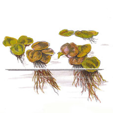Phyllanthus fluitans - Schwimmende Wolfsmilch, Schwimmpflanze