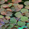 Phyllanthus fluitans - Schwimmende Wolfsmilch, Schwimmpflanze