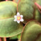 Phyllanthus fluitans - Schwimmende Wolfsmilch, Schwimmpflanze