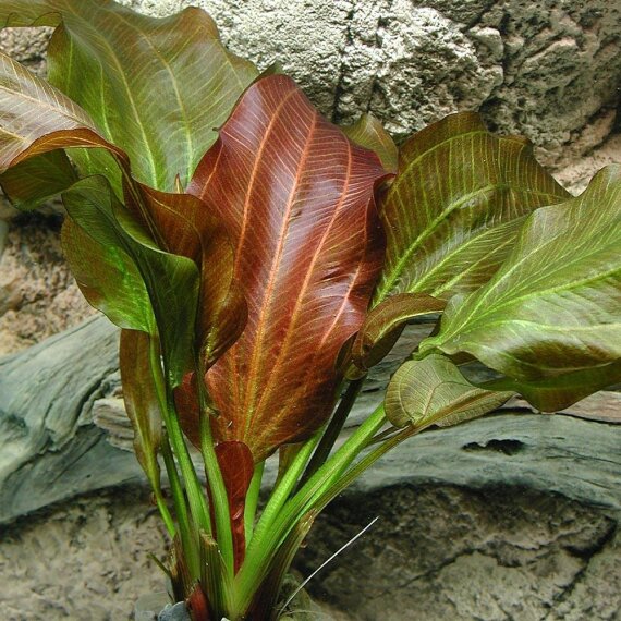 Echinodorus Reni, Aquariumpflanze mit faszinirende Färbung