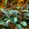 Bucephalandra Kedagang InVitro