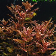 Rotala macrandra - Große Rotala, rote Aquarienpflanze
