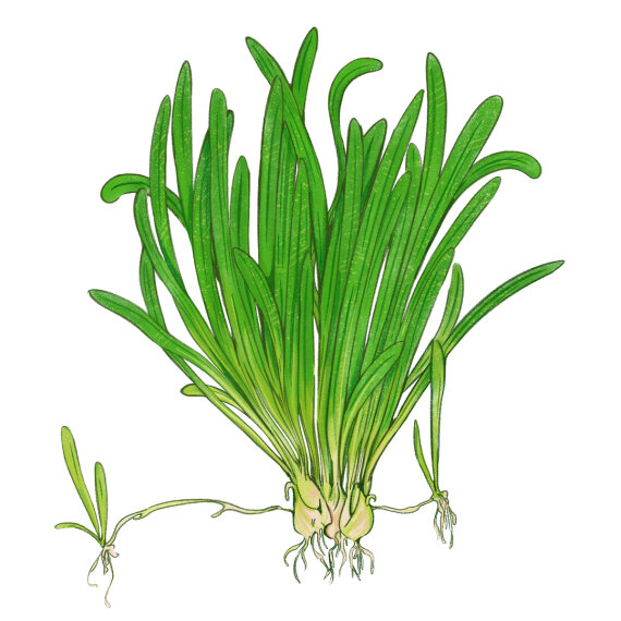 Sagittaria subulata - Flutendes Pfeilkraut