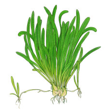 Sagittaria subulata - Flutendes Pfeilkraut