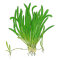 Sagittaria subulata - Flutendes Pfeilkraut