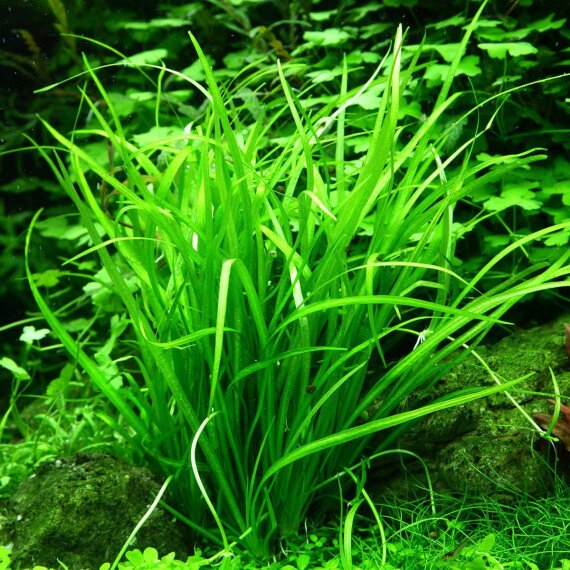 Helanthium tenellum Green - Grasartige Vordergrundpflanze