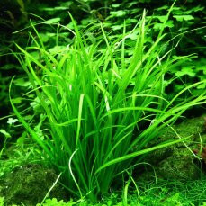 Helanthium tenellum Green - Grasartige Vordergrundpflanze