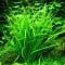 Helanthium tenellum Green - Grasartige Vordergrundpflanze