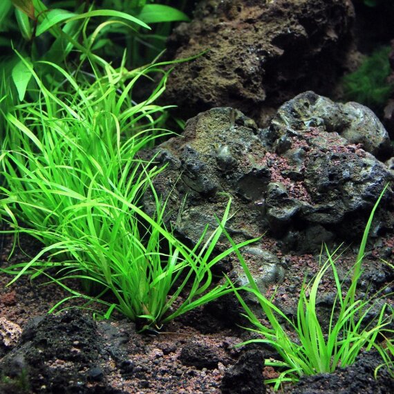 Juncus repens - Kriechende Binse