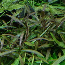 Hygrophila lancea Araguaia, Stängelpflanze mit...