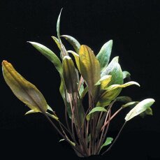 Cryptocoryne wendtii Mi Oya, farbenfrohe Aquarienpflanze