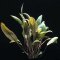 Cryptocoryne wendtii Mi Oya, farbenfrohe Aquarienpflanze
